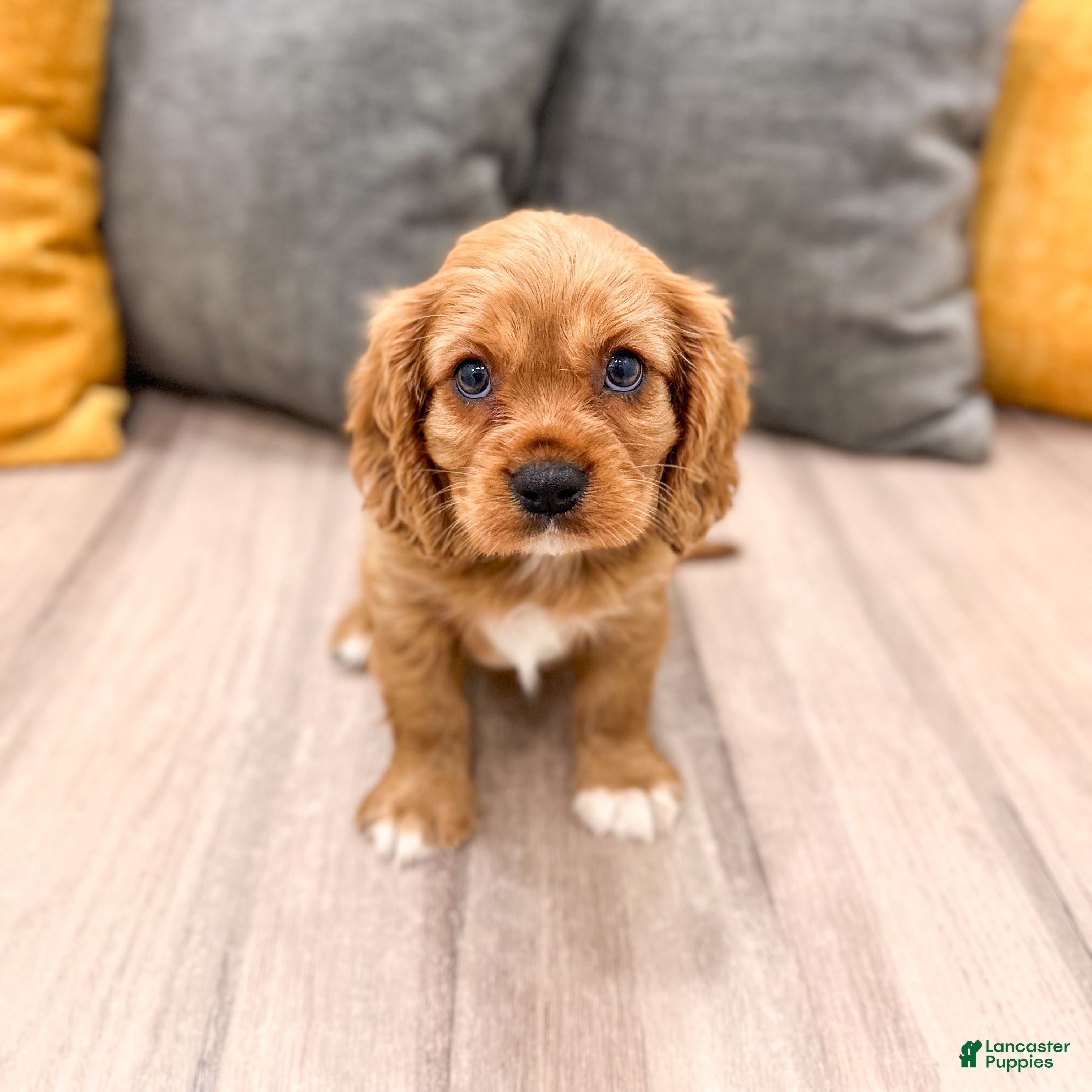 Cavalier King Charles Spaniel dogs Baxter - Ad 1