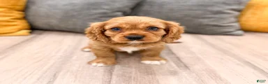 Baxter