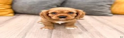 Cavalier King Charles Spaniel dogs for sale: Baxter - Ad 1
