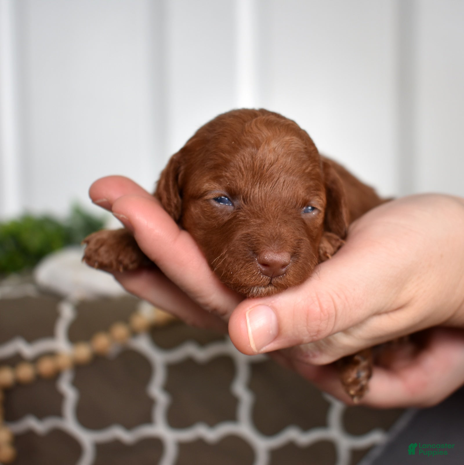 Toy Poodle dogs Clover  - Ad 12