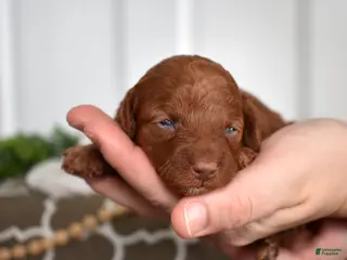 Toy Poodle dogs Clover - Ad 12