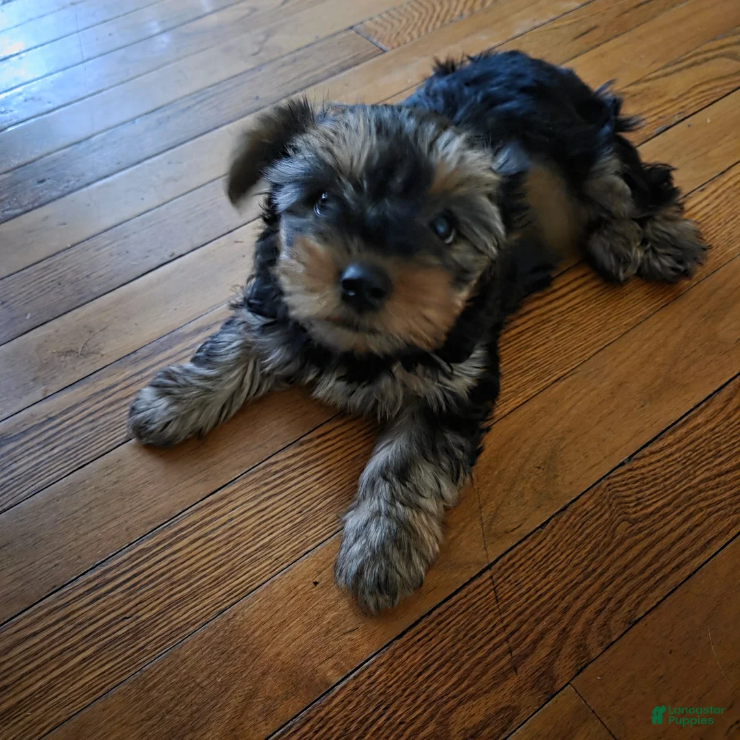 Yorkshire Terrier dogs for sale: Yorkshire Terrier Puppy 2 - Ad 1