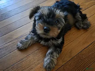 Yorkshire Terrier dogs Yorkshire Terrier Puppy 2 - Ad 31