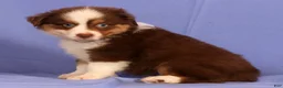 Miniature Australian Shepherd dogs for sale: Jordan - Ad 5