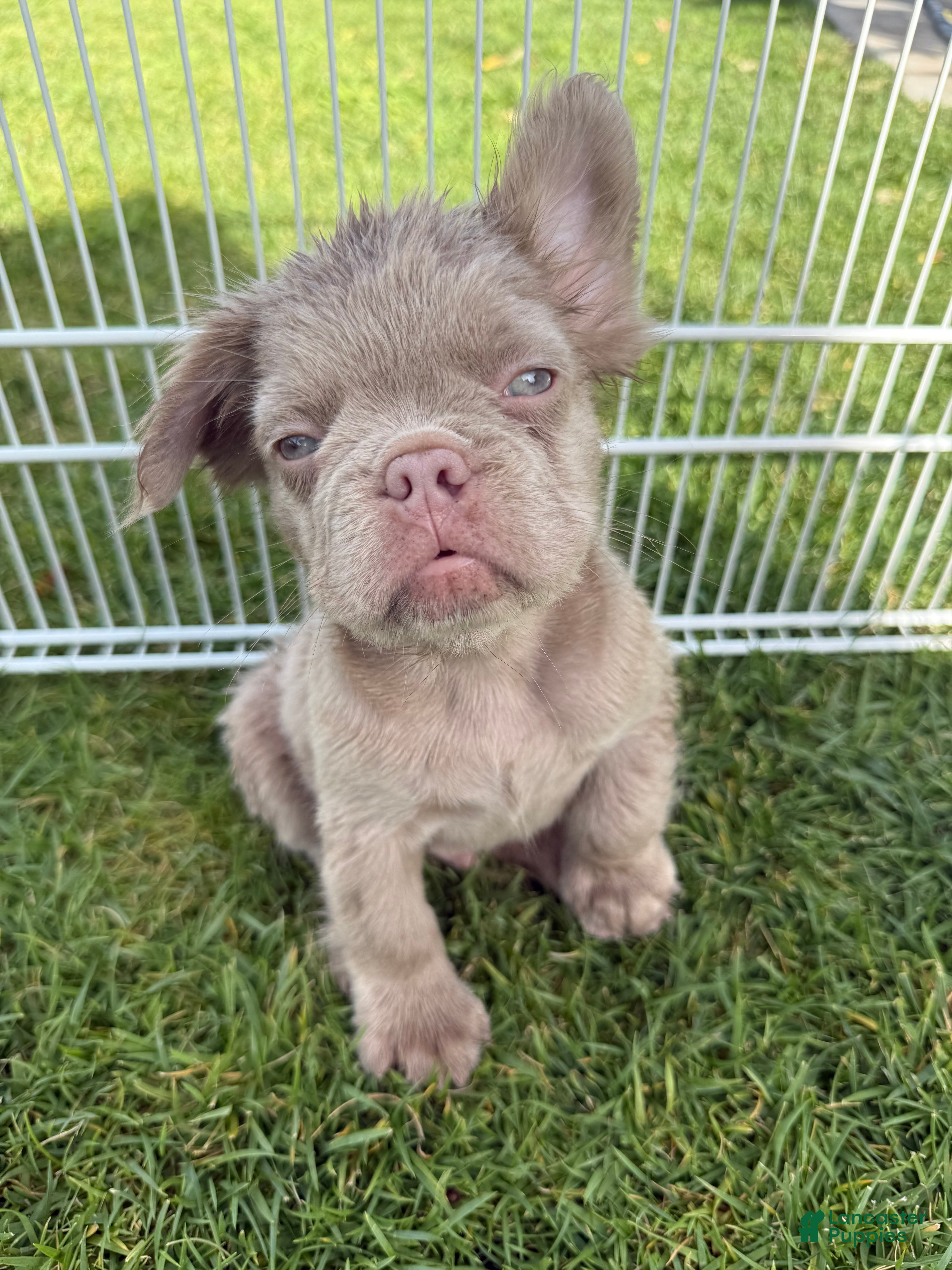 French Bulldog dogs French Bulldog 4 - Ad 2