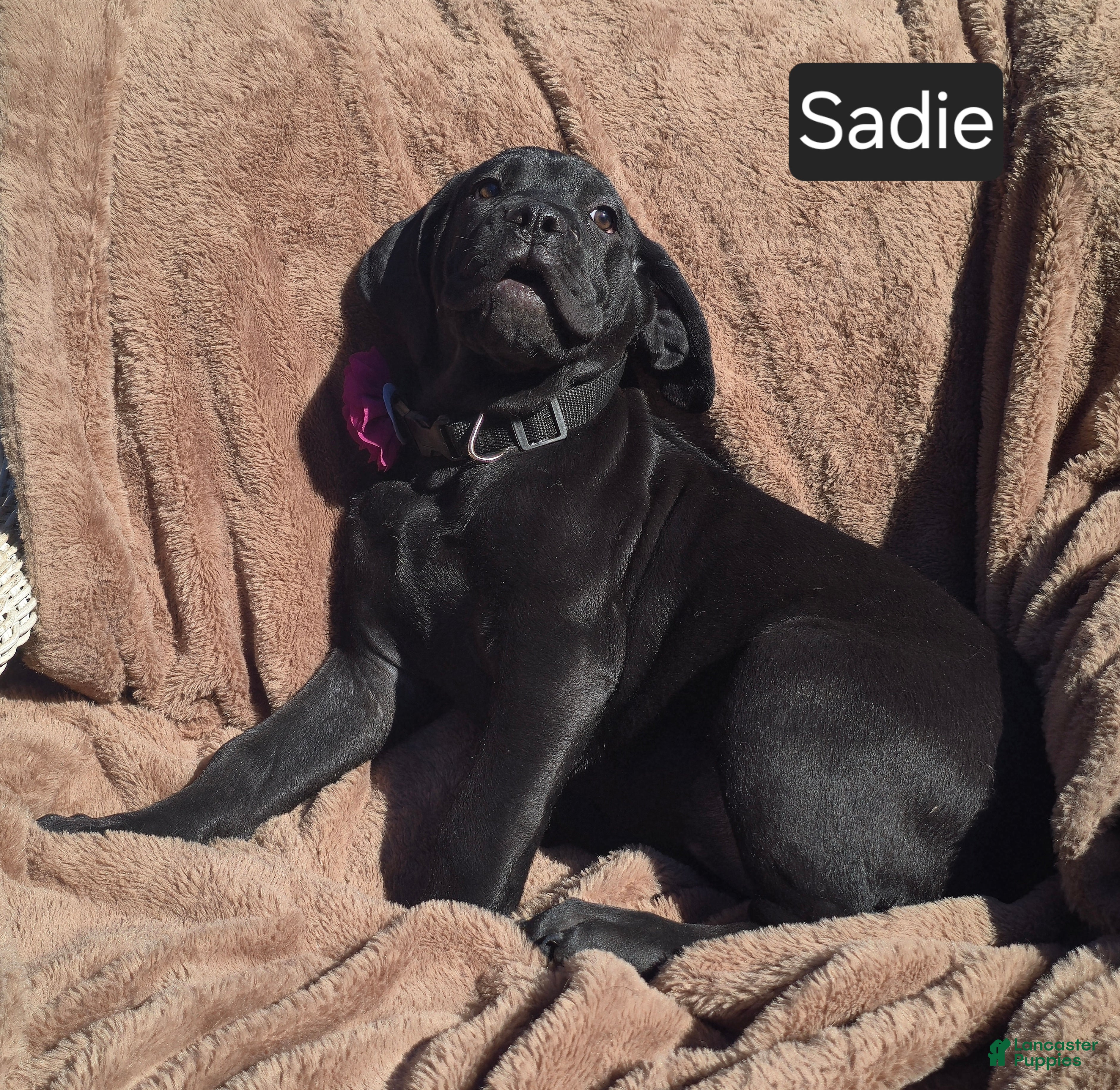 Cane Corso dogs Sadie - Ad 2
