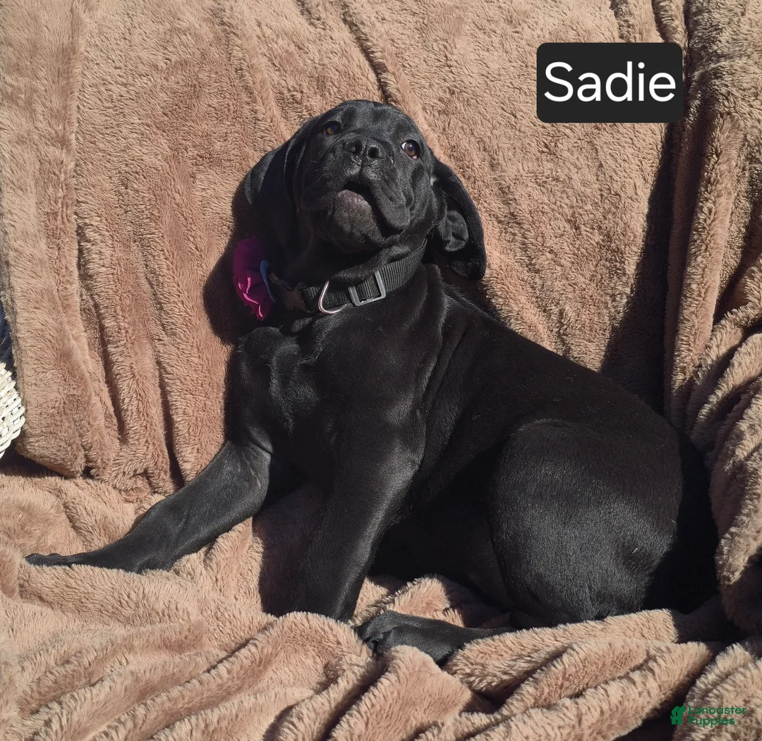 Cane Corso dogs for sale: Sadie - Ad 2