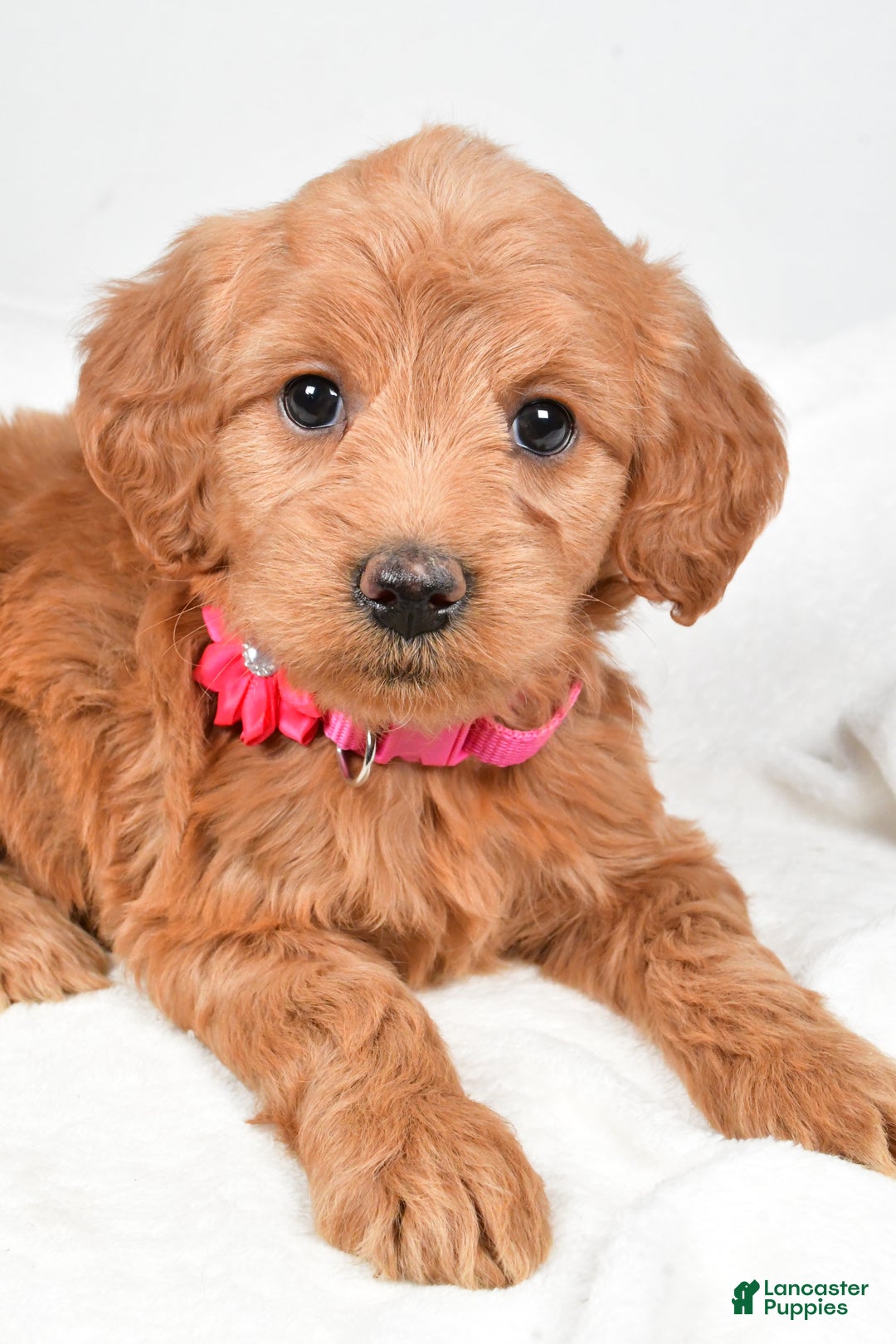 Mini Goldendoodle dogs for sale: Briella - Ad 3