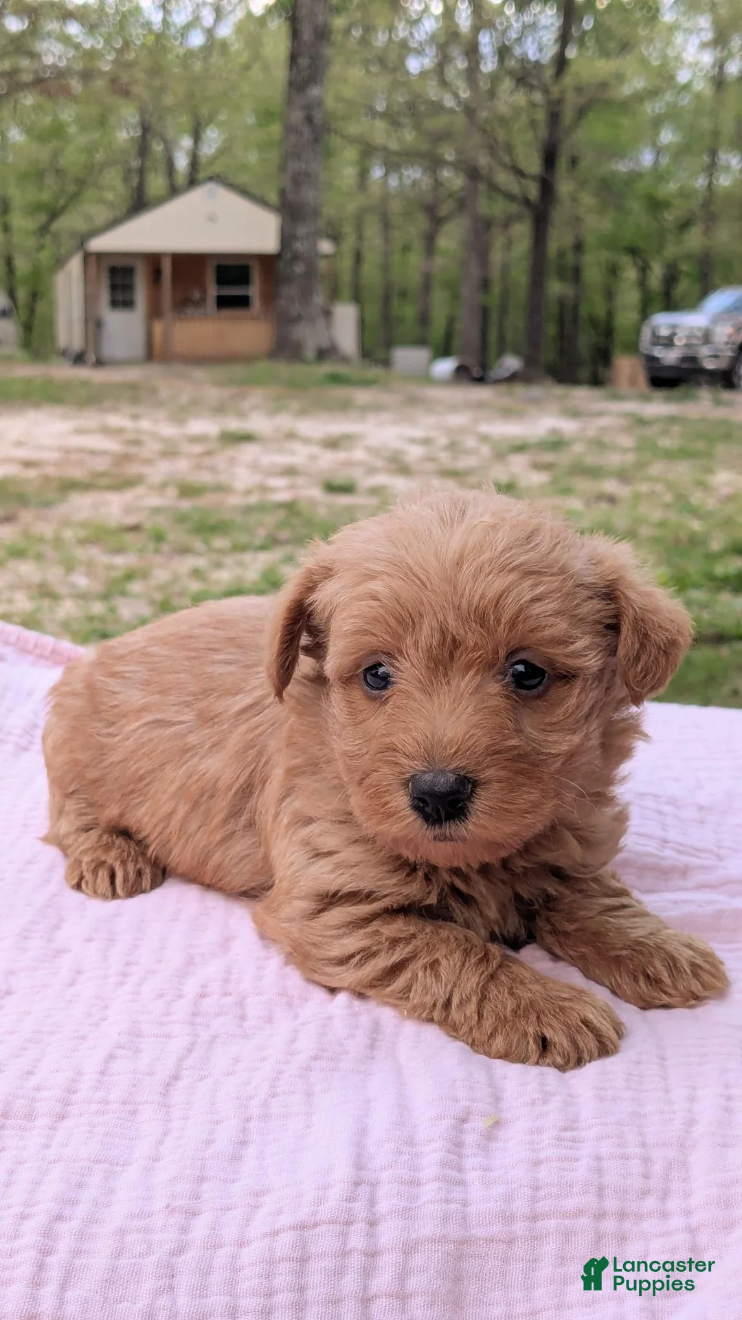Mixed Breed dogs for sale: Maggie - Ad 2