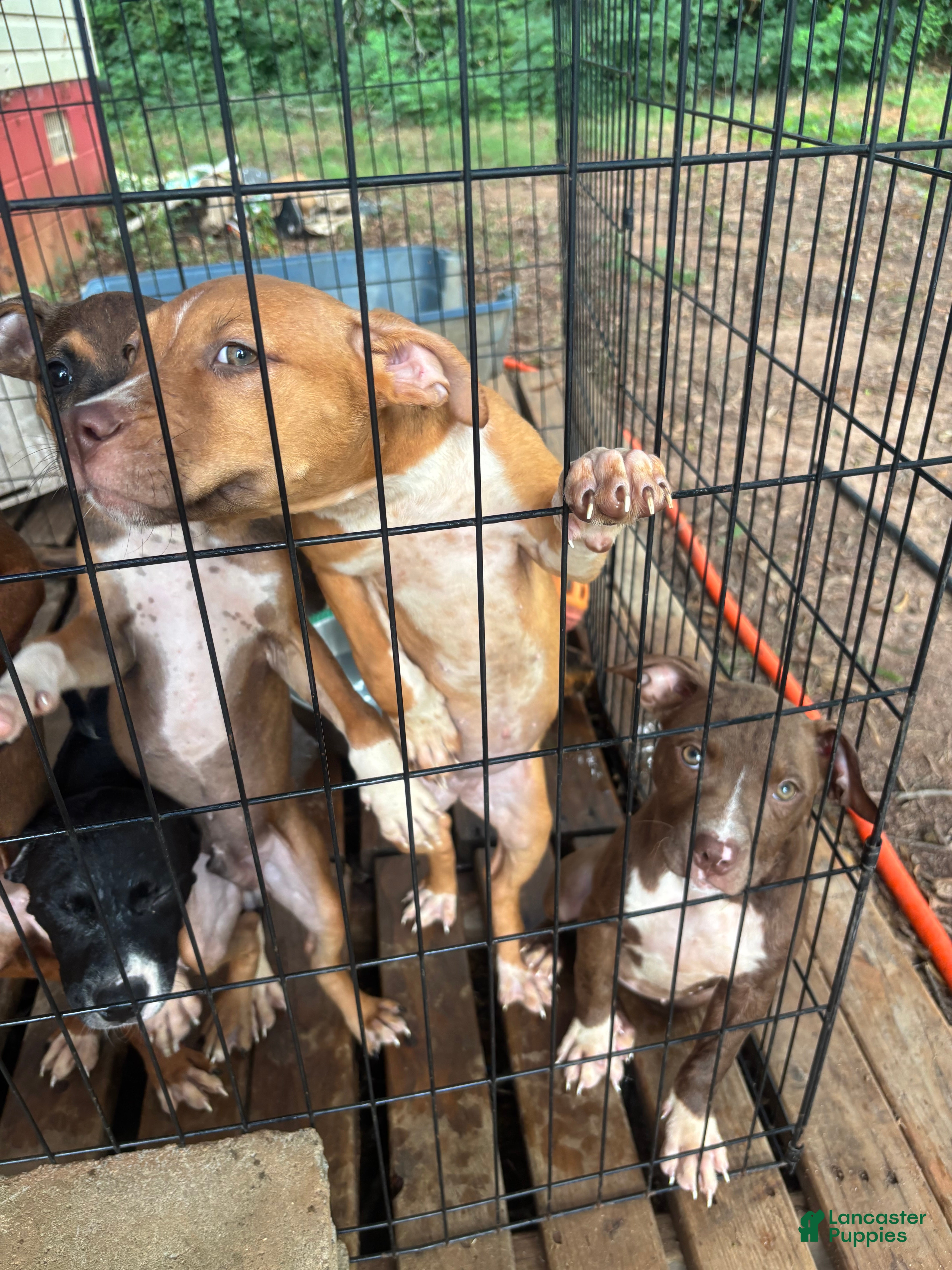 Mixed Breed dogs AptXamstaff - Ad 26