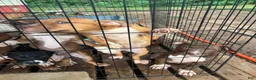 Mixed Breed dogs for sale: AptXamstaff - Ad 1