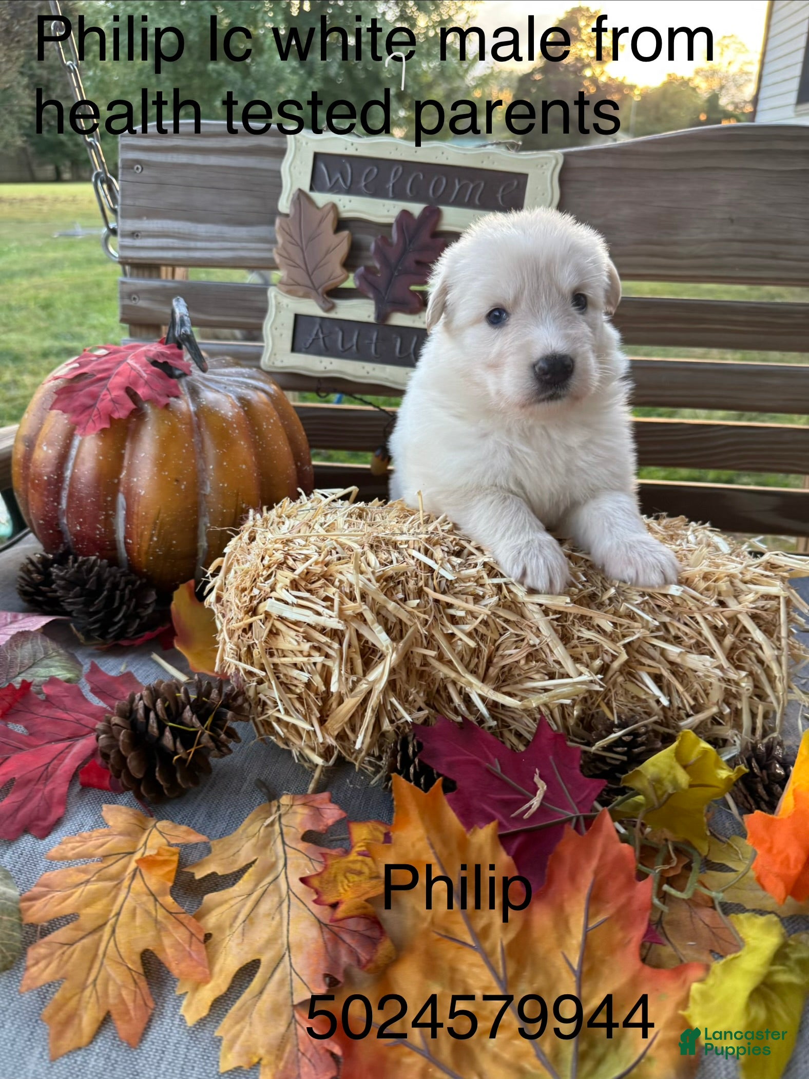 German Shepherd dogs Philip  - Ad 33