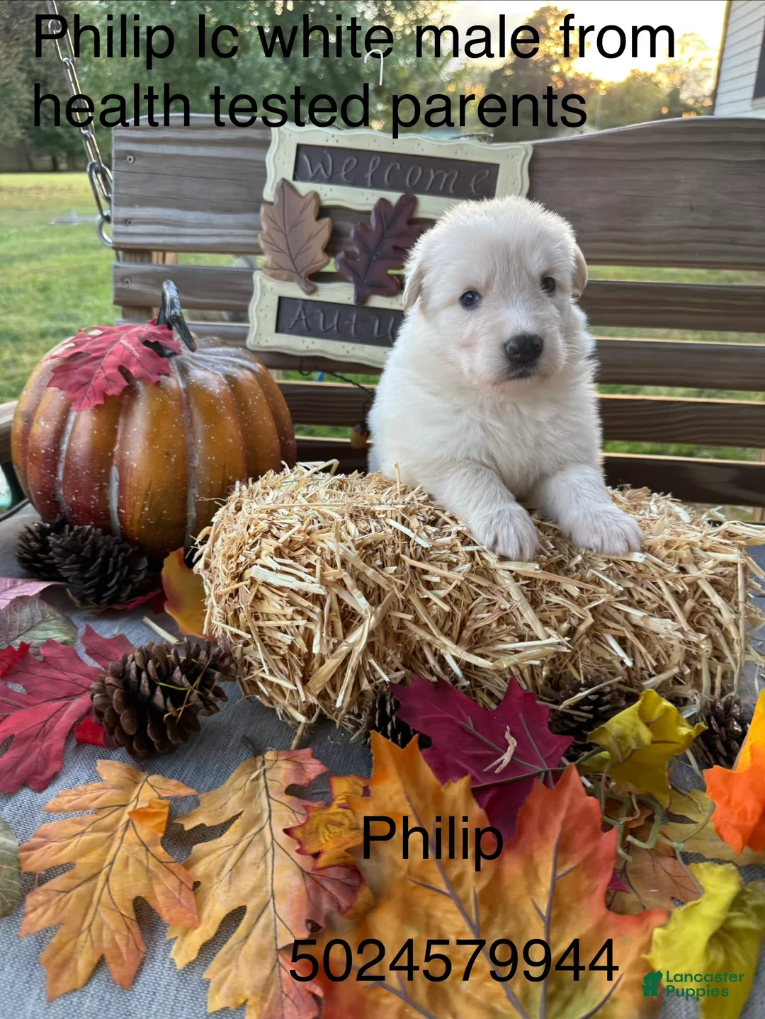 German Shepherd dogs for sale: Philip  - Ad 1