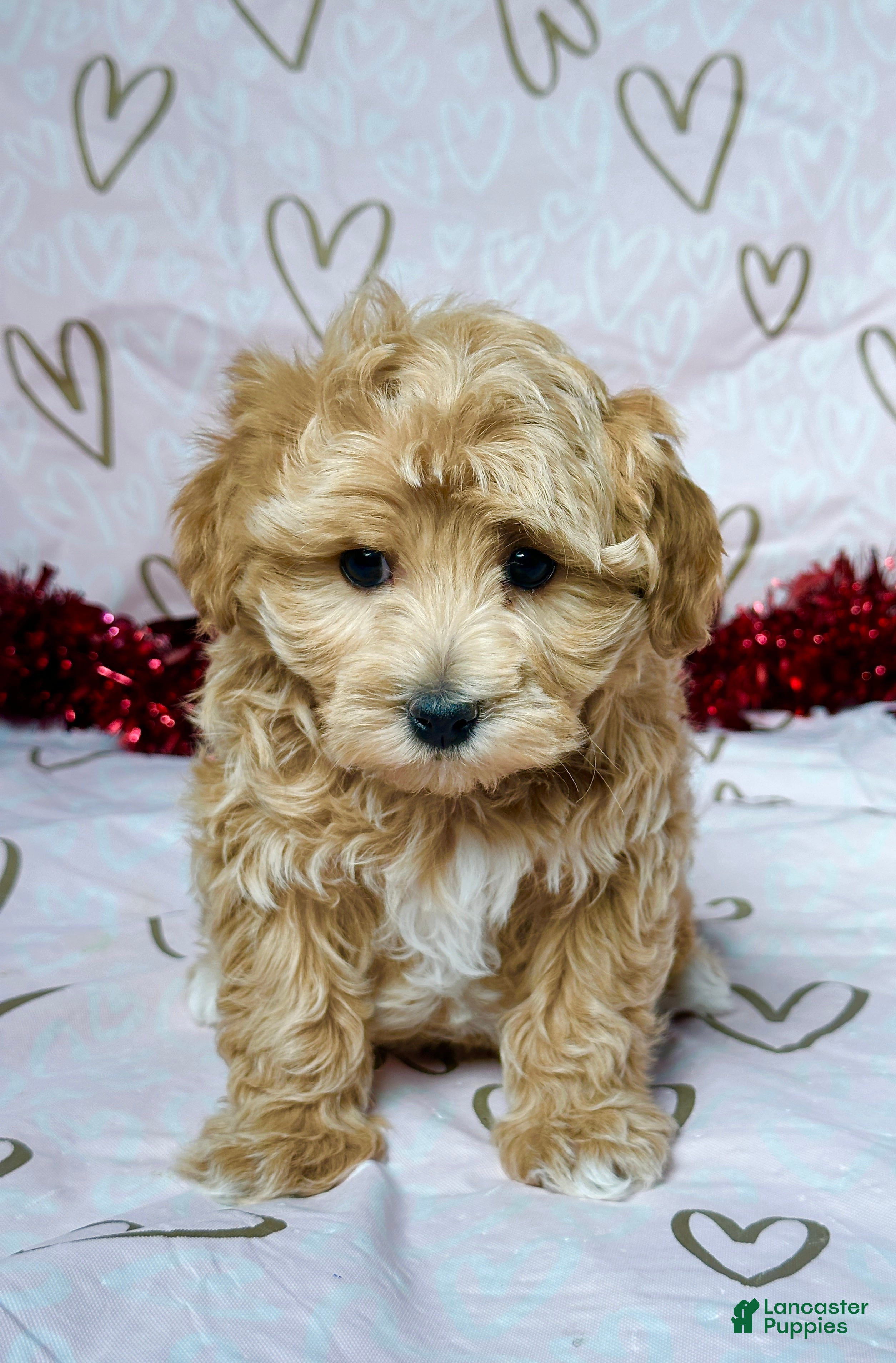 Maltipoo dogs Benson - Ad 28