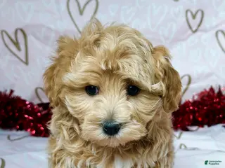 Maltipoo dogs Benson - Ad 12