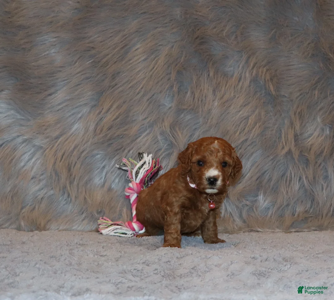 Mini Goldendoodle dogs for sale: Willow 🌷 Genetic Clear Parents - Ad 18