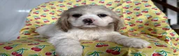 Cocker Spaniel dogs for sale: Finnley - Ad 3