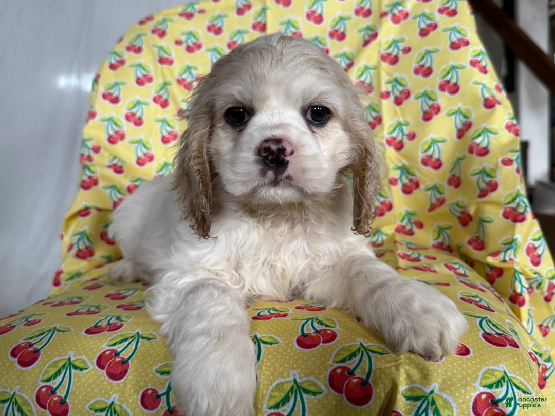 Cocker Spaniel dogs for sale: Finnley - Ad 3