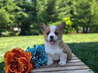 Welsh Corgi Pembroke dogs for sale: Sunny - Ad 3