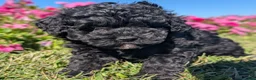Toy Poodle dogs for sale: Oreo - Ad 8
