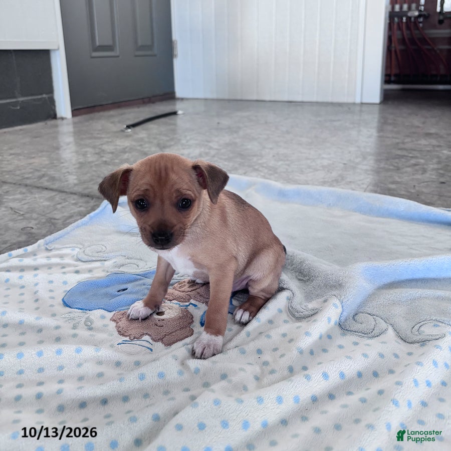 Butterscotch (Chihuahua, Male) in Garrettsville, OH