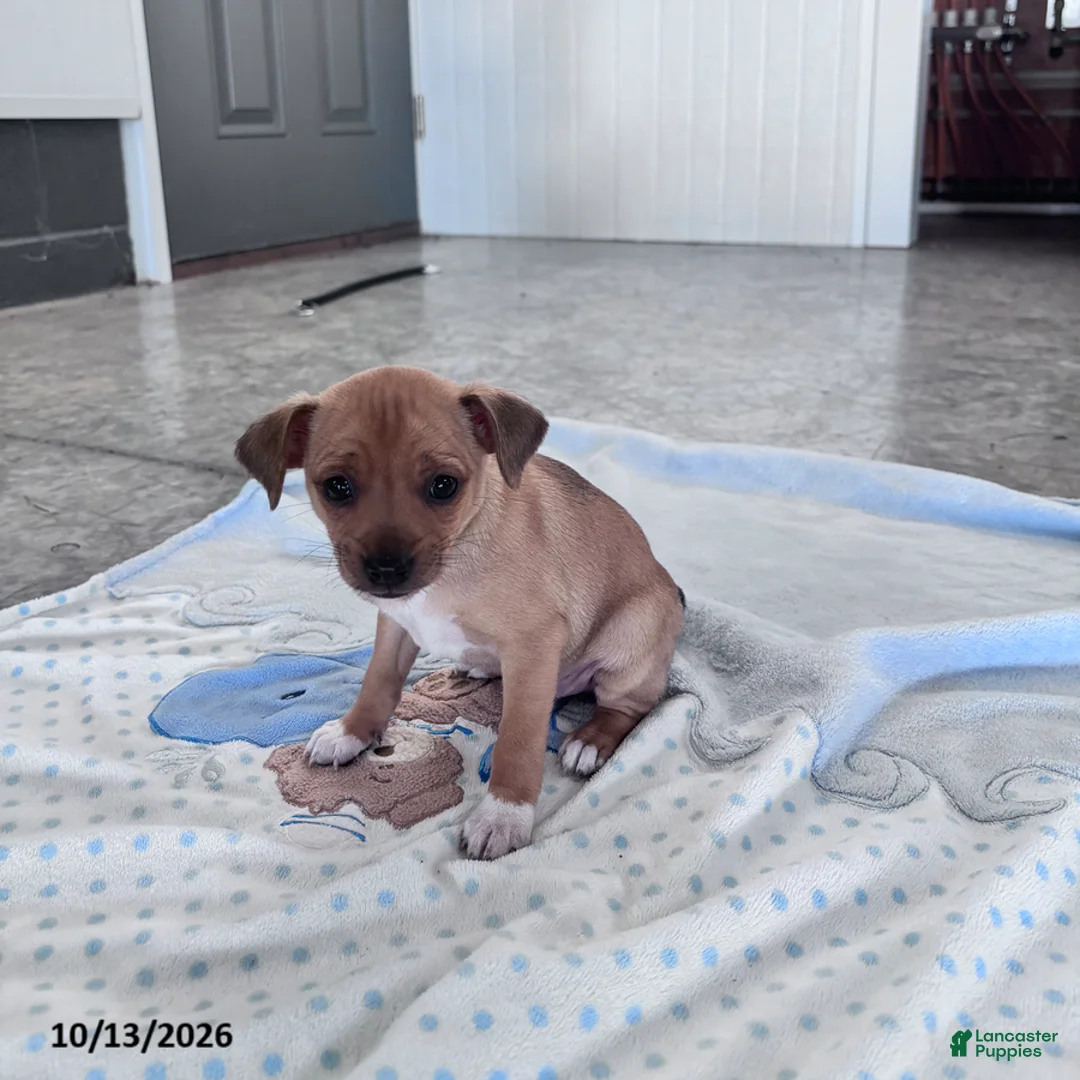 Chihuahua dogs for sale: Butterscotch - Ad 1