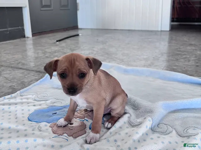 Chihuahua dogs for sale: Butterscotch - Ad 2