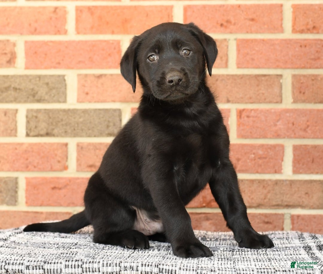 Golden Retriever Puppies Month Old Black Labrador Puppy To Month