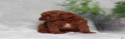 Miniature Poodle dogs for sale: Zassy - Ad 5