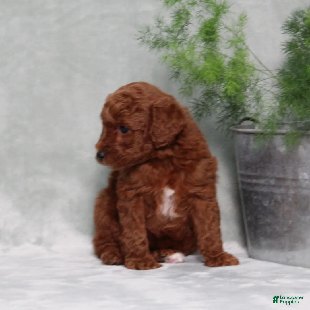 Miniature Poodle dogs for sale: Zassy - Ad 5