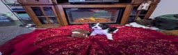 Cavalier King Charles Spaniel dogs for sale: Cavalier King Charles Spaniel Puppy 1 - Ad 2