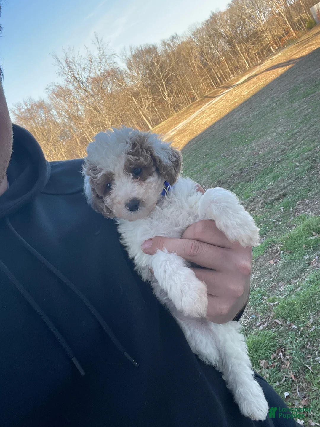 Mini Goldendoodle dogs for sale: Brittney (Mini Goldendoodle) - Ad 6