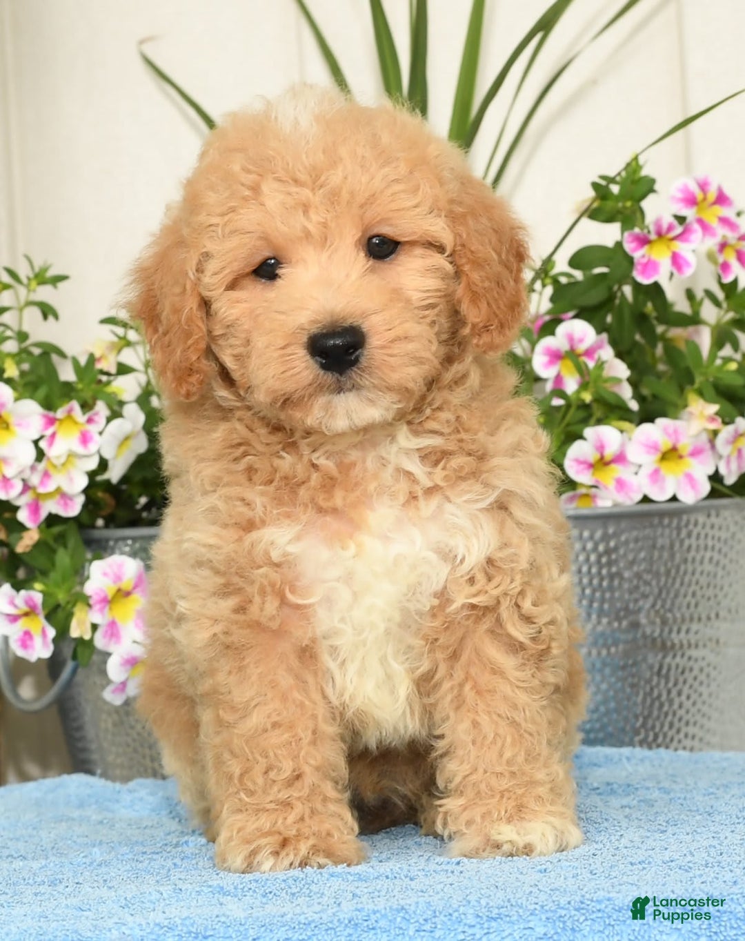 Bichpoo dogs for sale: Shawn - Ad 3