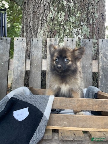 Pomsky dogs Daisy - Ad 2