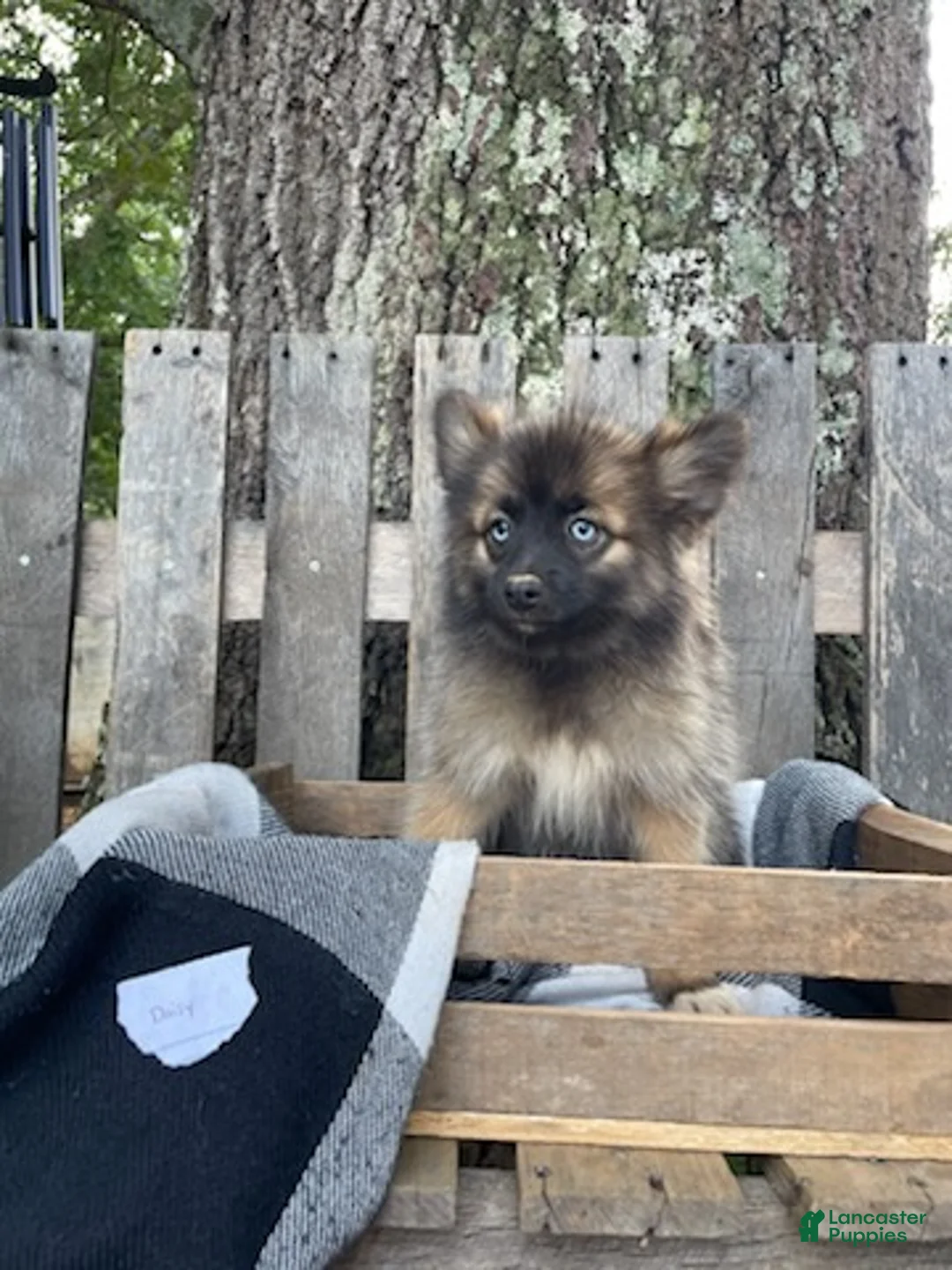 Pomsky dogs for sale: Daisy - Ad 2