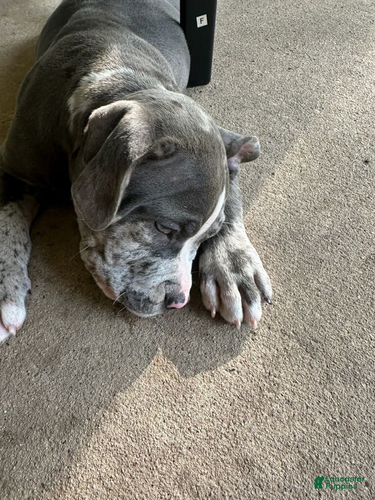 American Bully dogs American Bully 1 - Ad 2