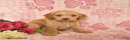 Cockapoo dogs for sale: Jacob  - Ad 3
