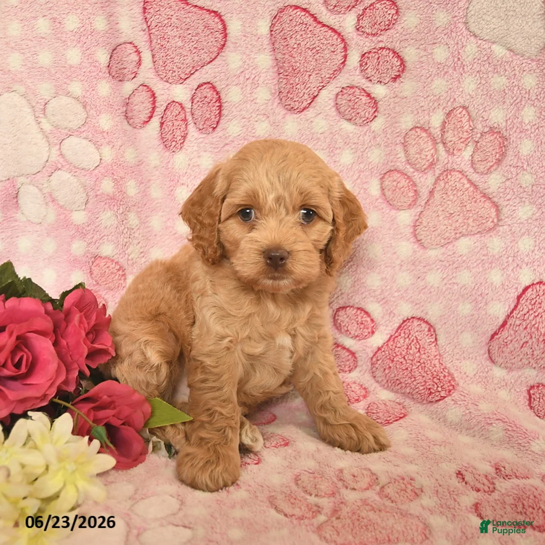 Cockapoo dogs for sale: Jacob  - Ad 3