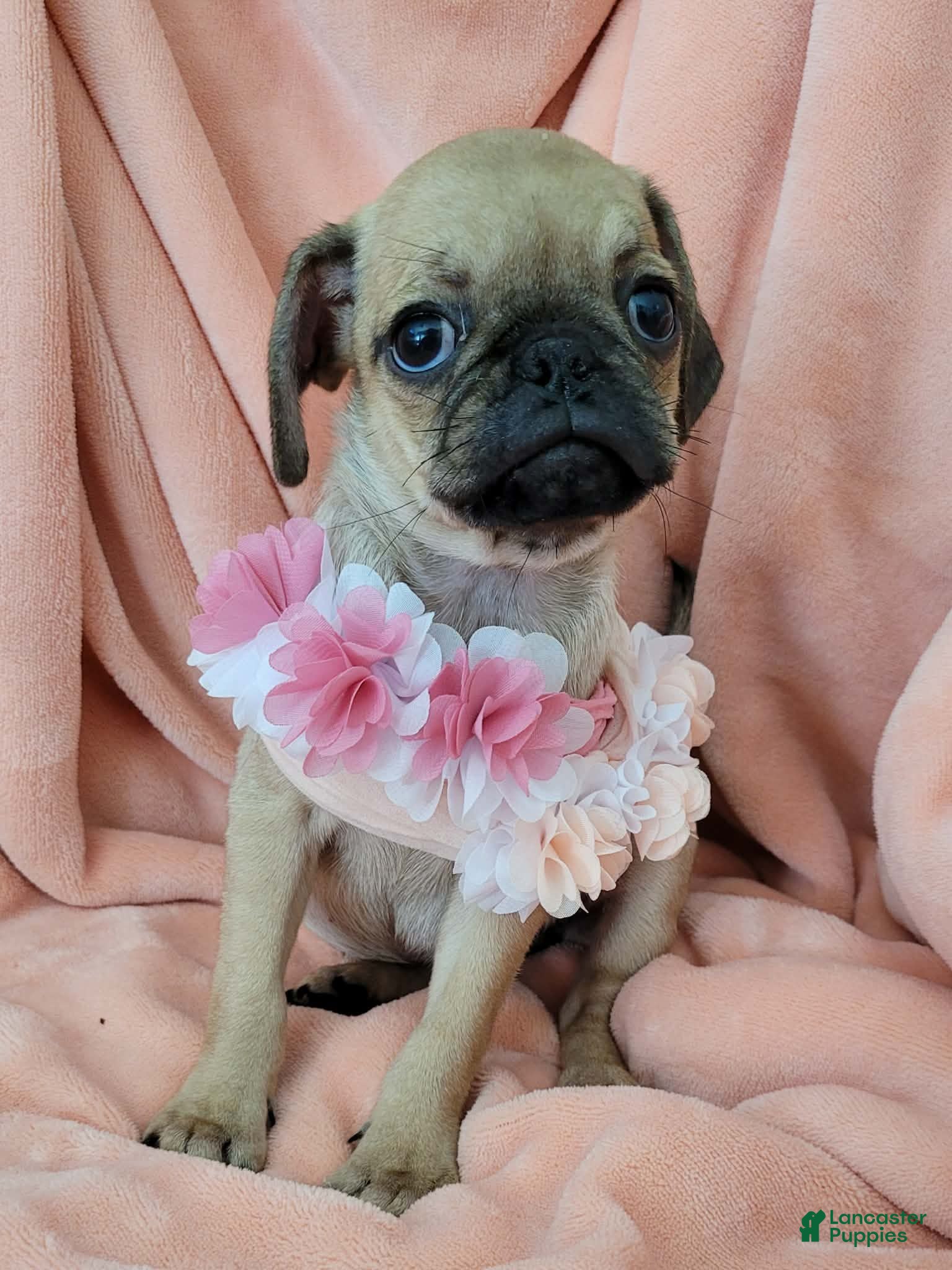 Pug dogs Pug 4 LIL DAISY - Ad 20