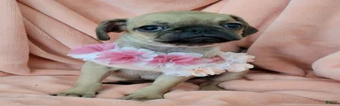 Pug 4 LIL DAISY