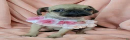 Pug dogs for sale: Pug 4 LIL DAISY - Ad 1