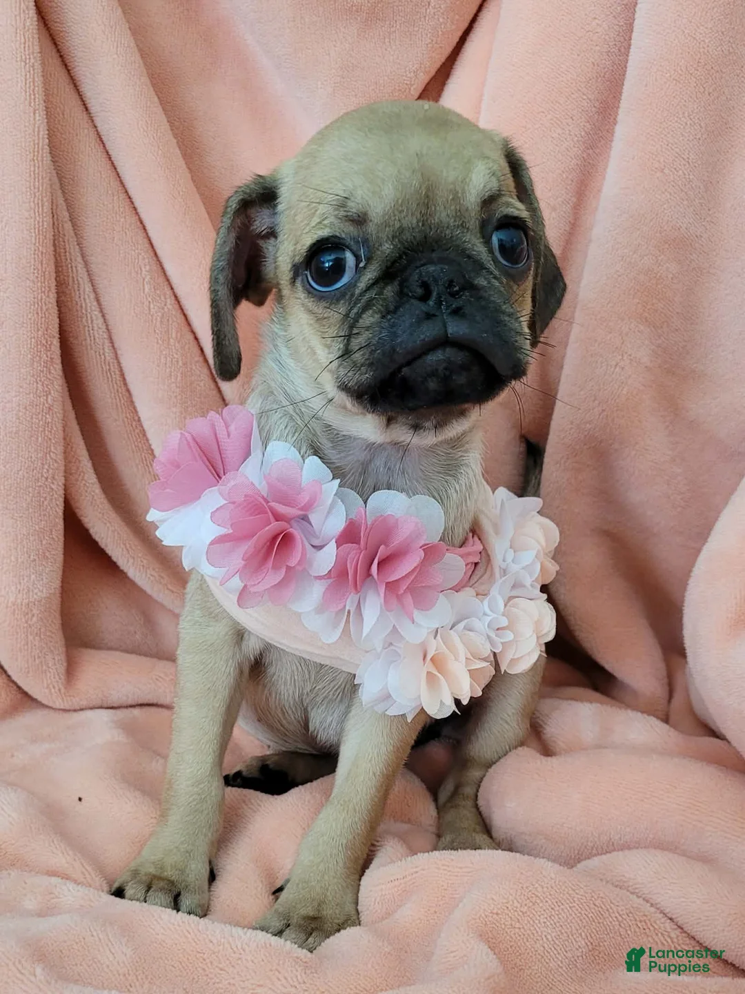 Pug dogs for sale: Pug 4 LIL DAISY - Ad 1