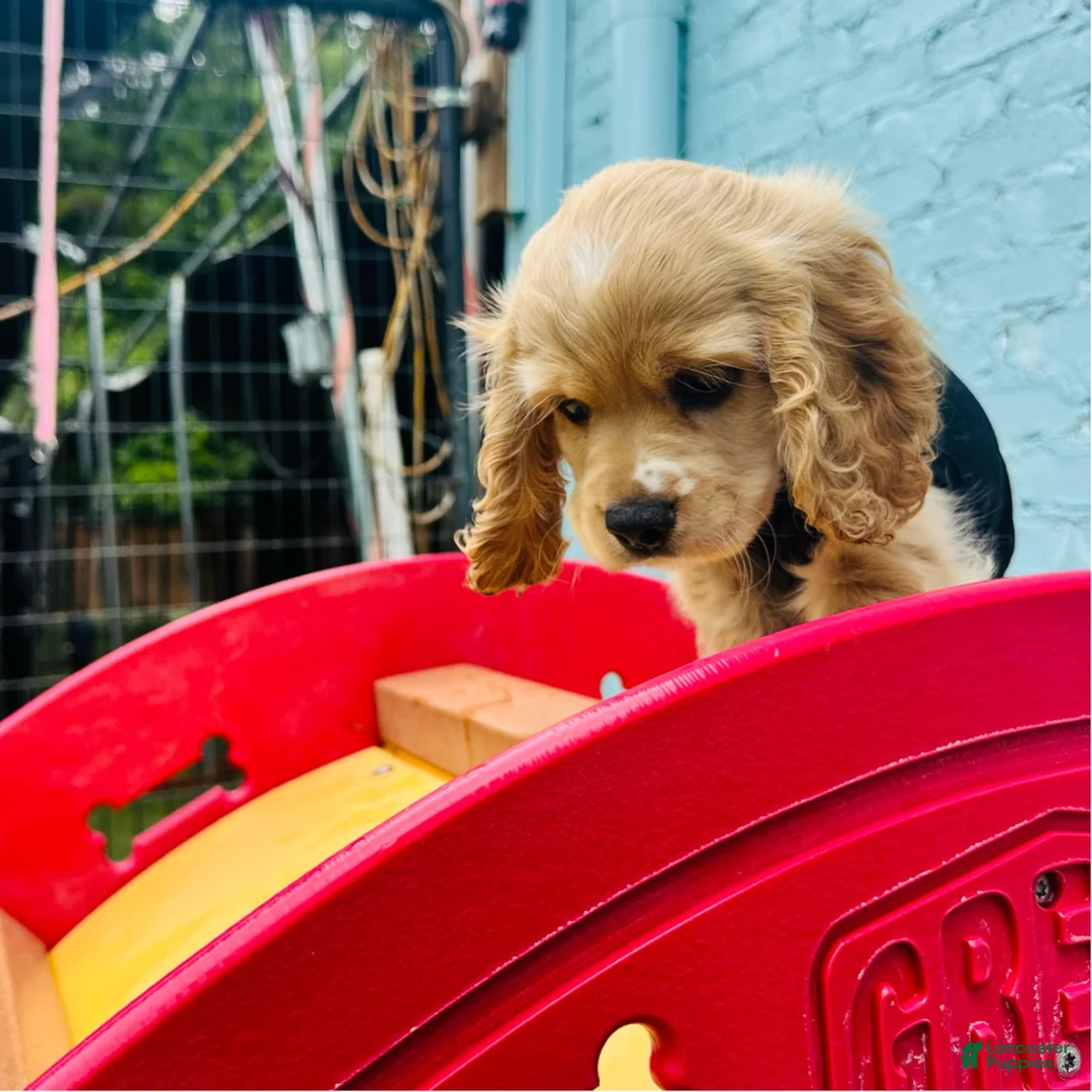 Cocker Spaniel dogs for sale: Cocker Spaniel Puppy 1 - Ad 1
