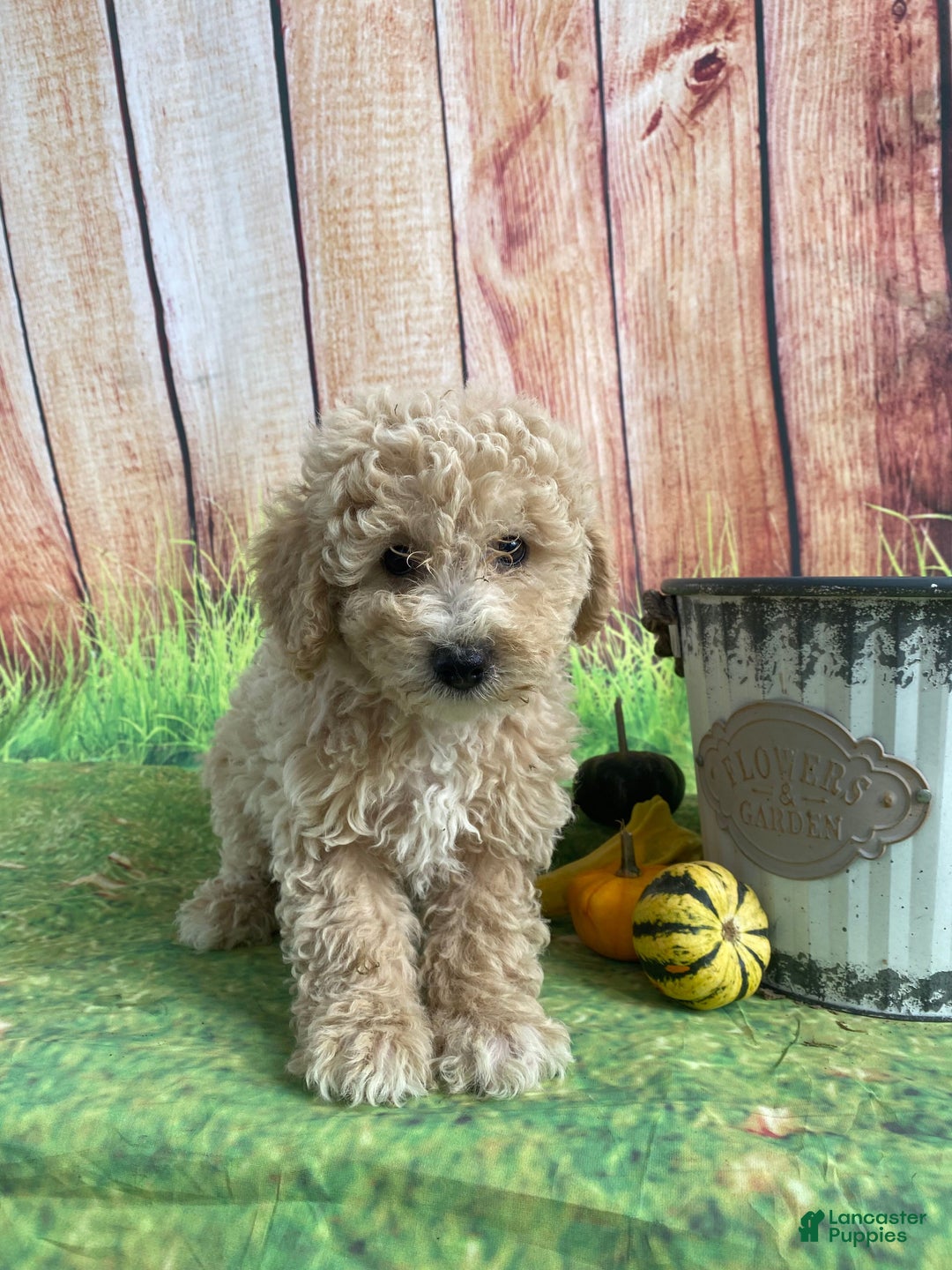 Bichpoo dogs for sale: Theo - Ad 2