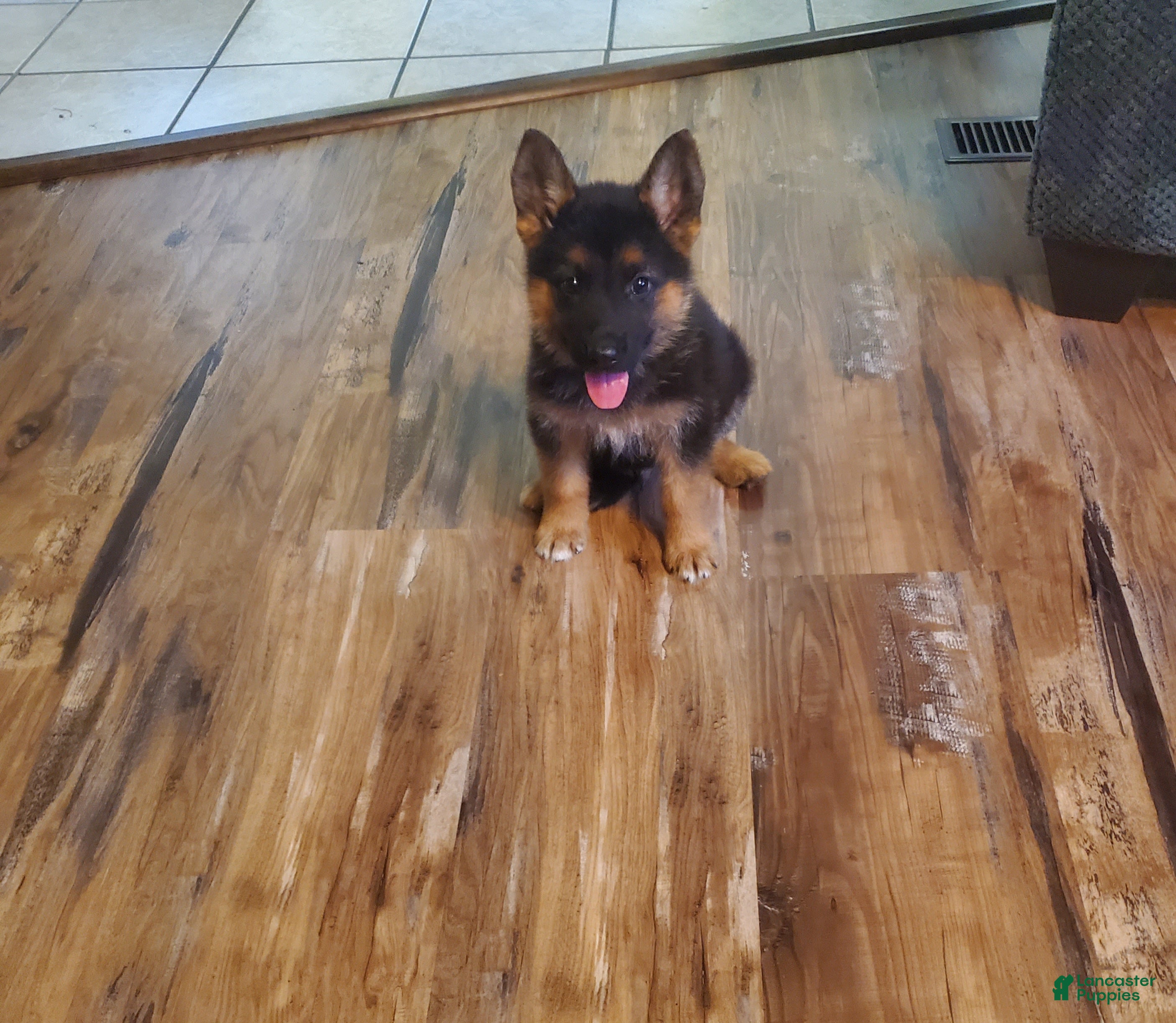 German Shepherd dogs Blue Male - Ad 1