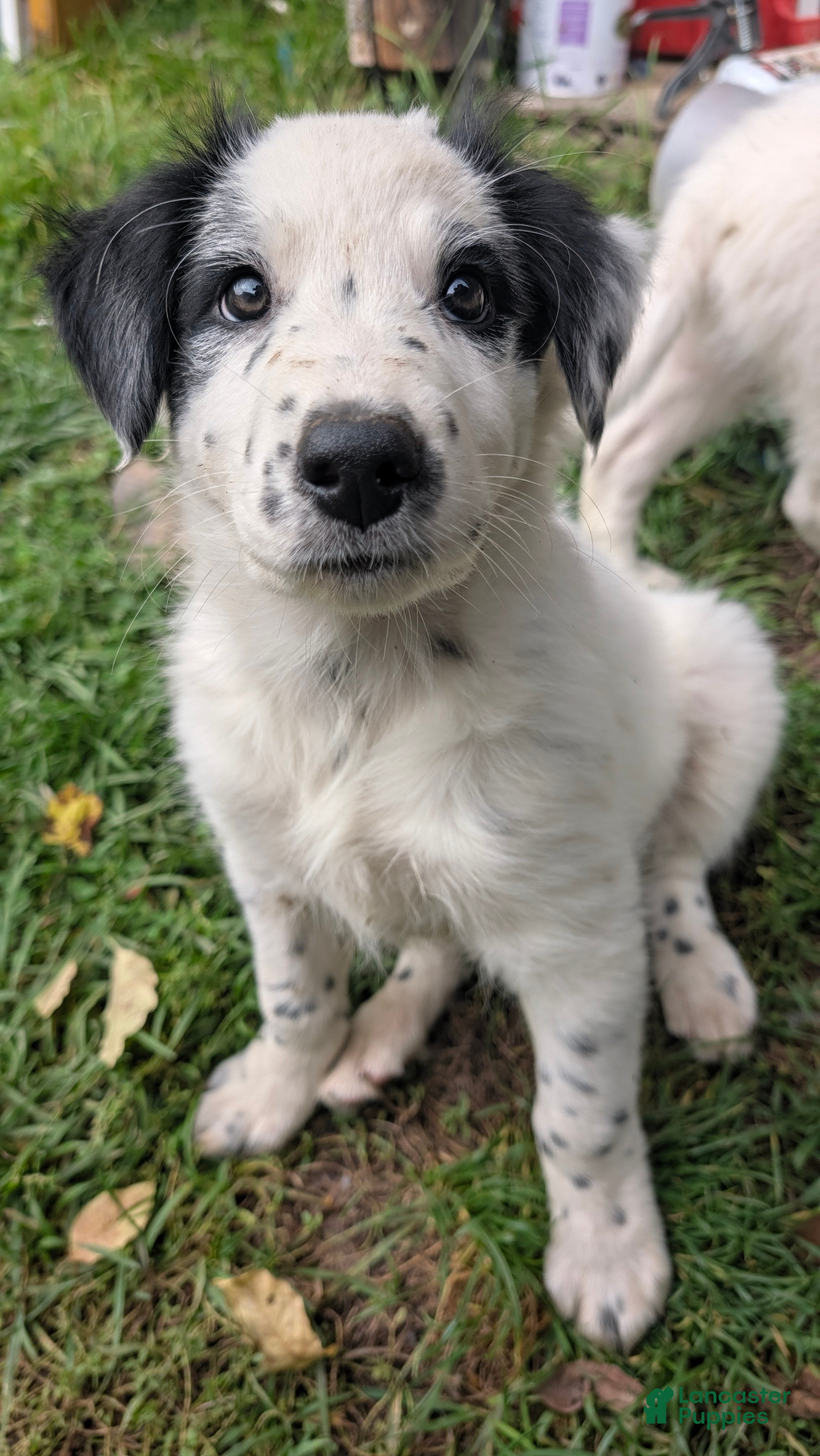 Mixed Breed dogs Moose  - Ad 1
