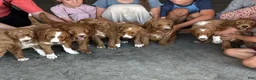 Goldendoodle dogs for sale: Corrie - Ad 17