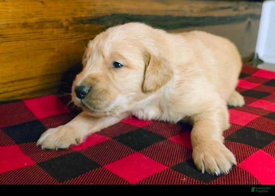 Golden Retriever dogs Pumpkin - Ad 32