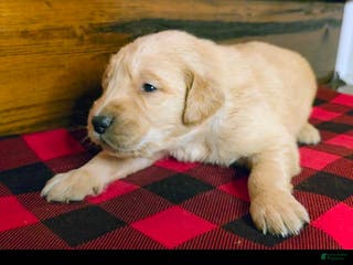 Golden Retriever dogs Pumpkin - Ad 32