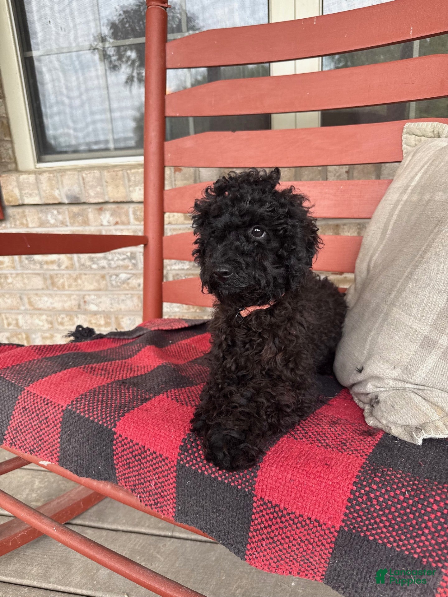Cavapoo dogs Ethan - Ad 9